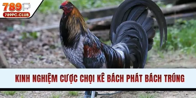 Kinh nghiệm cược chọi kê bách phát bách trúng