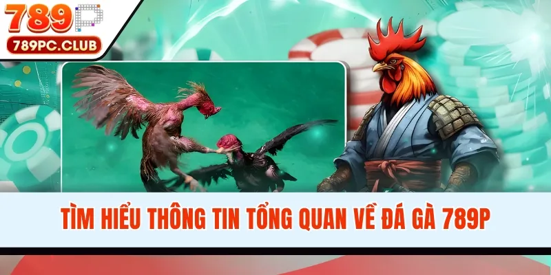 Tìm hiểu thông tin tổng quan về đá gà 789P